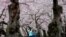 A couple takes a selfie under blooming cherry trees in Washington, April 3, 2018.