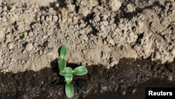 FILE - Pipian plants are irrigated in a drought-affected farm near the town of San Marcos Lempa, El Salvador, July 25, 2018. 