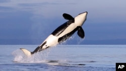 Northwest Orca Protection
