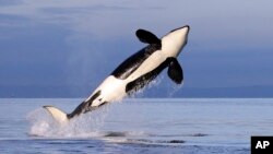"C'est la première fois que les orques chassent cette espèce de requins dans cette zone précise", note une experte.