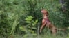 Dogs Smell Out Dangerous Plant Invaders