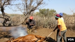 Abasebenza umsebenzi wokwelusa emapulazini eBotswana.