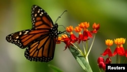 FILE - A monarch butterfly sits on a milkweed flower in North Miami Beach, Florida, Sept. 14, 2016.