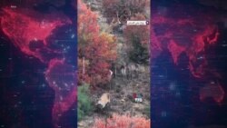 طنین بانگ مرال‌های نر در فصل «گاو بانگی»
