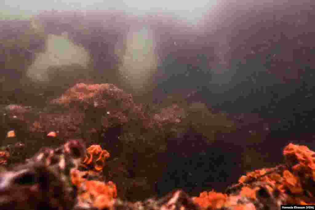 The ruins of Cleopatra’s sunken palace. The Mediterranean’s waters are murky with rust and pink algae, which thrives in the warmer-than-usual temperatures.