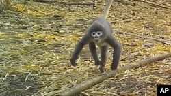 In this undated photo, a Popa langur moves along a forest floor. The Popa langur is among 224 new species listed in the World Wildlife Fund's latest update on the Mekong region. (World Wildlife Foundation via AP)