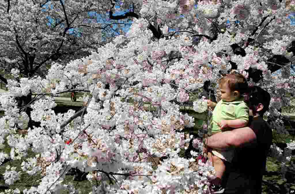 [워싱턴 D.C. 벚꽃 축제] 워싱턴의 봄