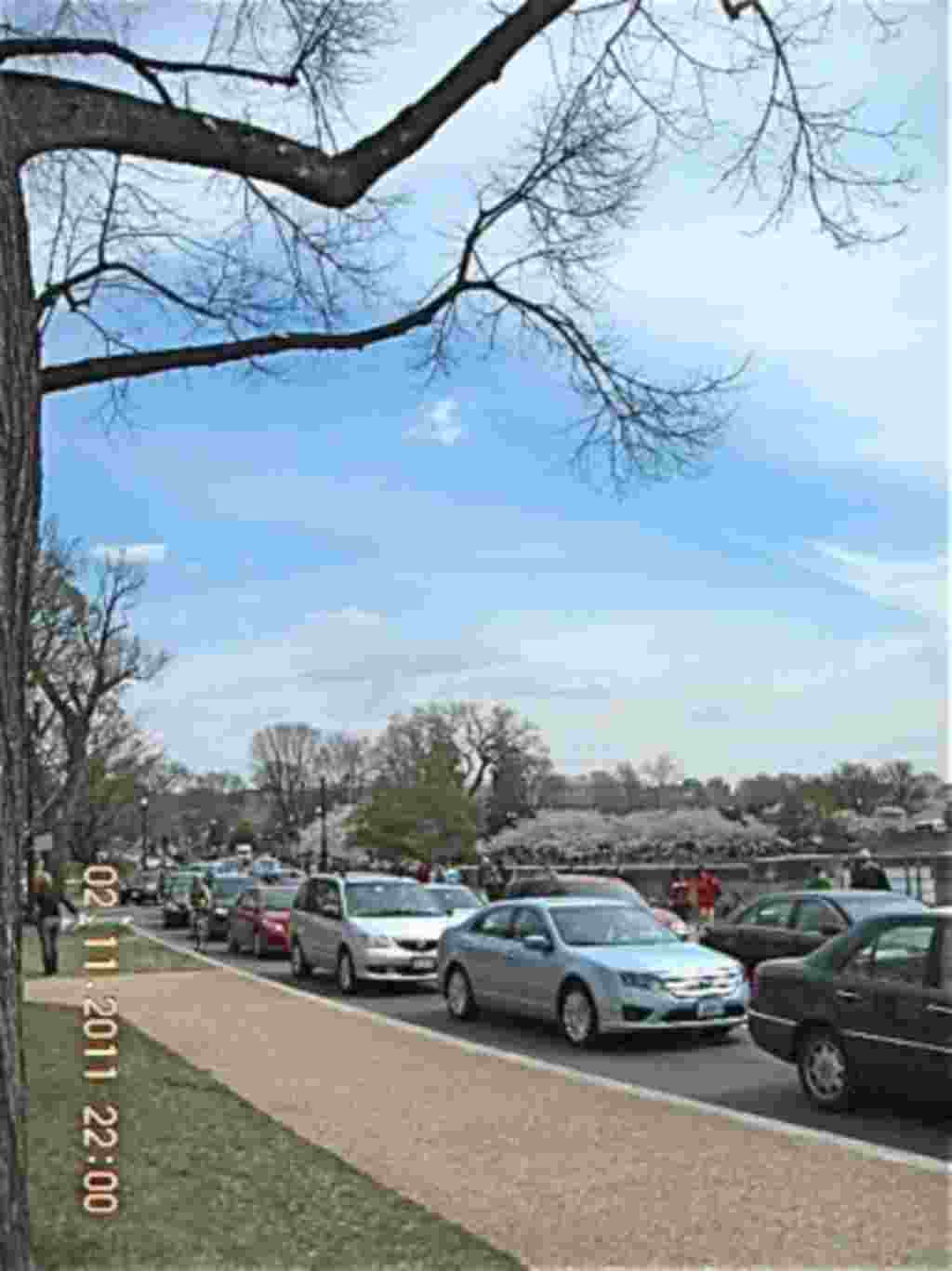 فستیوال شکوفه های گیلاس در واشنگتن ۲۰۱۱