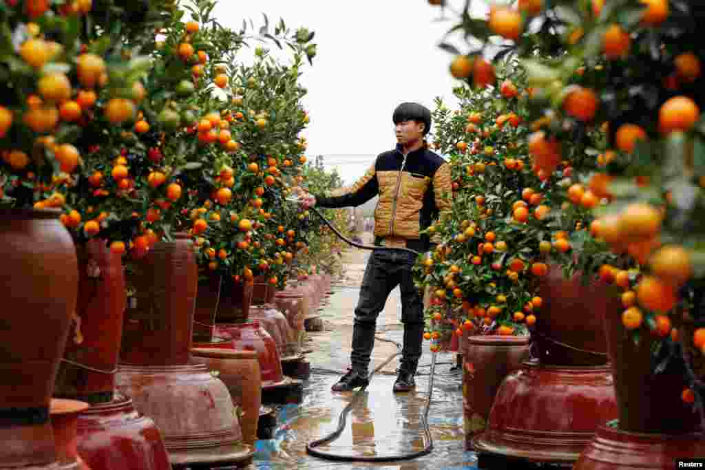 مزرعه ای از درختان کامکوات در ویتنام. این نوع درختان که میوه ای شبیه پرتقال دارد و به عنوان درخت تزئینی در&nbsp; سال نو ویتنامی استفاده می شود. &nbsp;