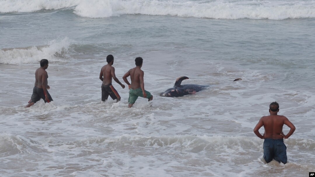 Warga Sri Lanka berusaha mendorong kembali ke laut, paus yang terdampar di pantai Panadura, Sri Lanka, Selasa (3/11). 