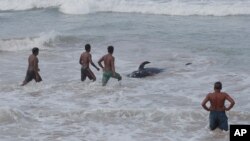 Warga Sri Lanka berusaha mendorong kembali ke laut, paus yang terdampar di pantai Panadura, Sri Lanka, Selasa (3/11). 
