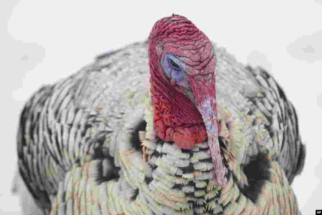 Nyu-York shtati&nbsp;