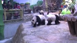 SHORT VIDEO: Չինաստանում մեկնարկել է պանդաների փառատոնը