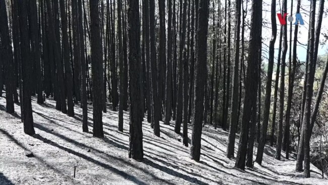 Шумата над Будинарци претворена во безживотен пустош