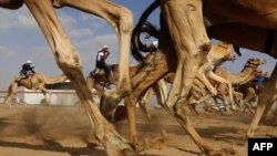 Une course de chameaux à Abu Dhabi, Émirats arabes unis, en février 2016.