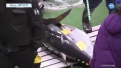 145 Bin Dolarlık Ton Balığı