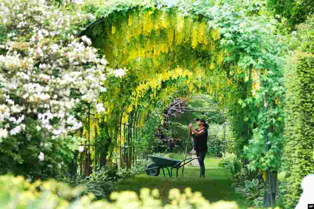 Gardener Nicola Bantham tends to the laburnum on a hot day at Seaton Delaval Hall in Northumberland, England.