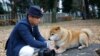 Once Almost Extinct in Japan, This Dog Breed Thrives in Taiwan