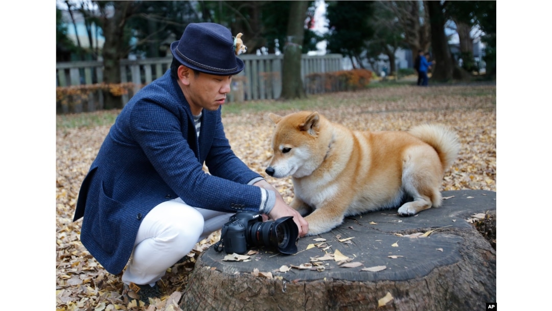how much is a shiba inu dog