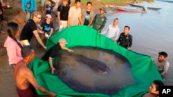 A local fisherman caught the 661-pound (300-kilogram) stingray, which set the record for the world's largest known freshwater fish and earned him a $600 reward. (Chhut Chheana/Wonders of the Mekong via AP)