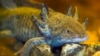 An axolotl swims in an aquarium at a museum in Xochimilco Ecological Park in Mexico City, Feb. 11, 2025.