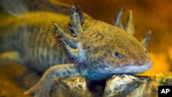 An axolotl swims in an aquarium at a museum in Xochimilco Ecological Park in Mexico City, Feb. 11, 2025.