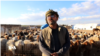 Hozen Mihemed explains the plight of livestock owners in Derik, Syria. 