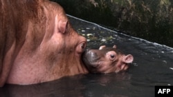 Un hippopotame femelle passe du temps avec son veau nouveau-né dans une enceinte au zoo de l'État d'Assam de Guwahati, 20 Juillet 2015. 