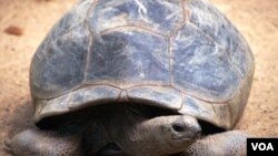 Los estudios de Charles Darwin en las islas contribuyeron para la formulación de la teoría de la evolución.
