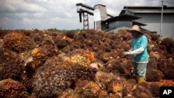 지난 2009년 11월 말레이시아 노동자가 쿠알라룸푸르 외곽 팜유 농장에서 일하고 있다. 