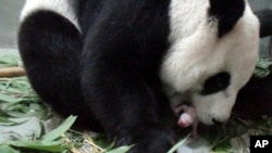 In this photo released by the Taipei Zoo, a female giant panda named "Yuan Yuan" is seen giving birth to a female cub at the Taipei Zoo, in Taiwan, July 6, 2013. 
