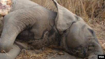 Elephant Slaughter