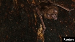 A vampire bat is seen roosting inside a tree in Tole, Panama.