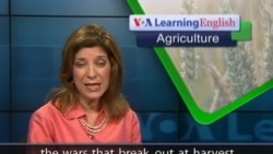 Anh ngữ đặc biệt: DRC Crop Theft (VOA)