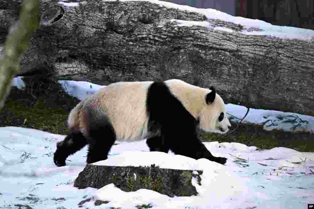 Mientras se adaptaban a su nuevo hábitat, los osos panda fueron monitoreados. &quot;Ellos están muy bien. Se han adaptado a las instalaciones y a los espacios&quot;, dijo a principios de enero Michael Brown-Palsgrove, curador de Asia Trail y pandas gigantes en el Zoo Nacional Smithsonian de Washington.&nbsp;