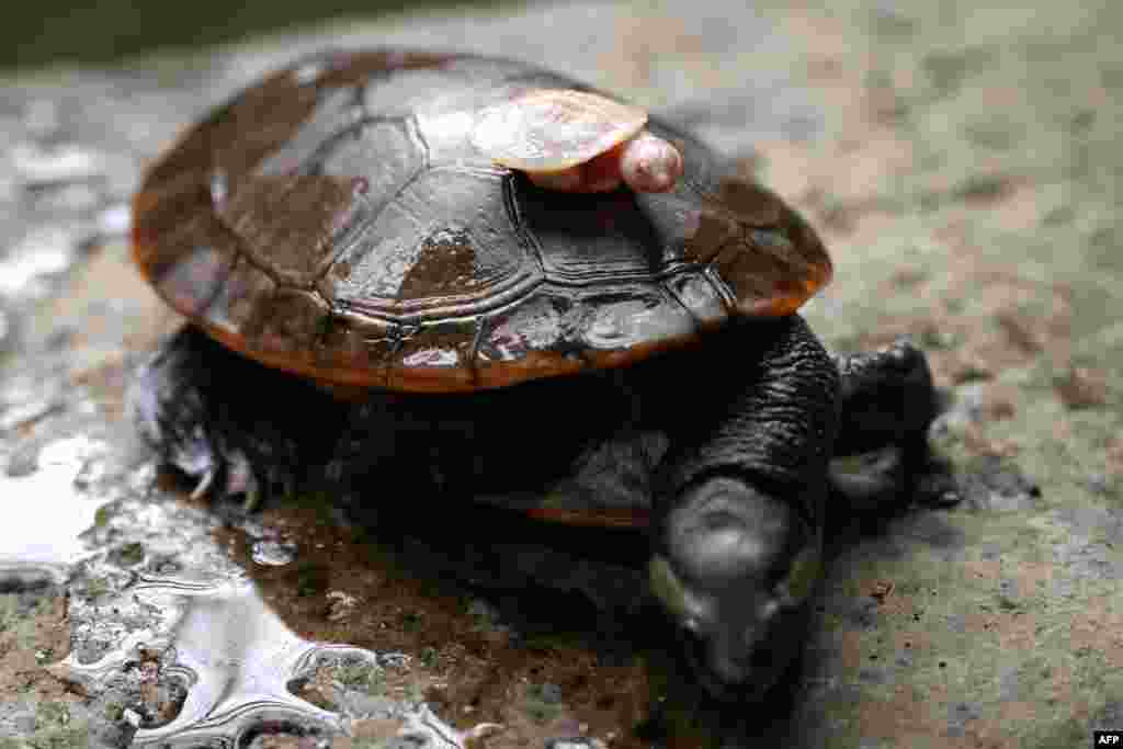 A baby albino red-bellied turtle is placed on the back of an adult, in an enclosure at the Ferme aux Crocodiles, in Pierrelatte, France.