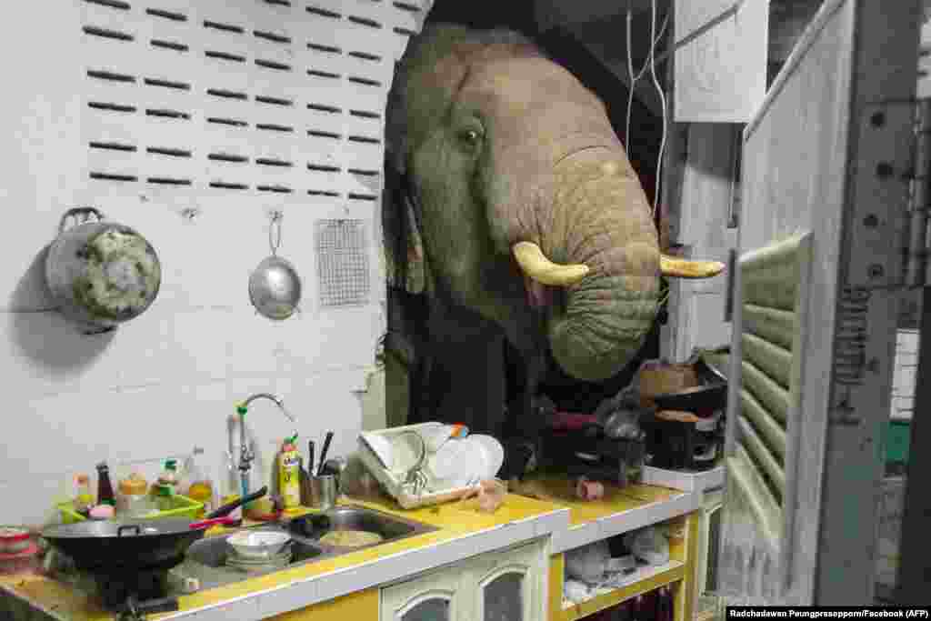 An elephant search for food in the kitchen of Radchadawan Peungprasopporn&#39;s home in Pa La-U, Hua Hin, Thailand.