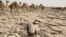 A worker extracts salt from the desert in the Danakil Depression, northern Ethiopia, April 22, 2013.