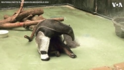 Bath Time for Zoo Animals at Chicago Zoo 