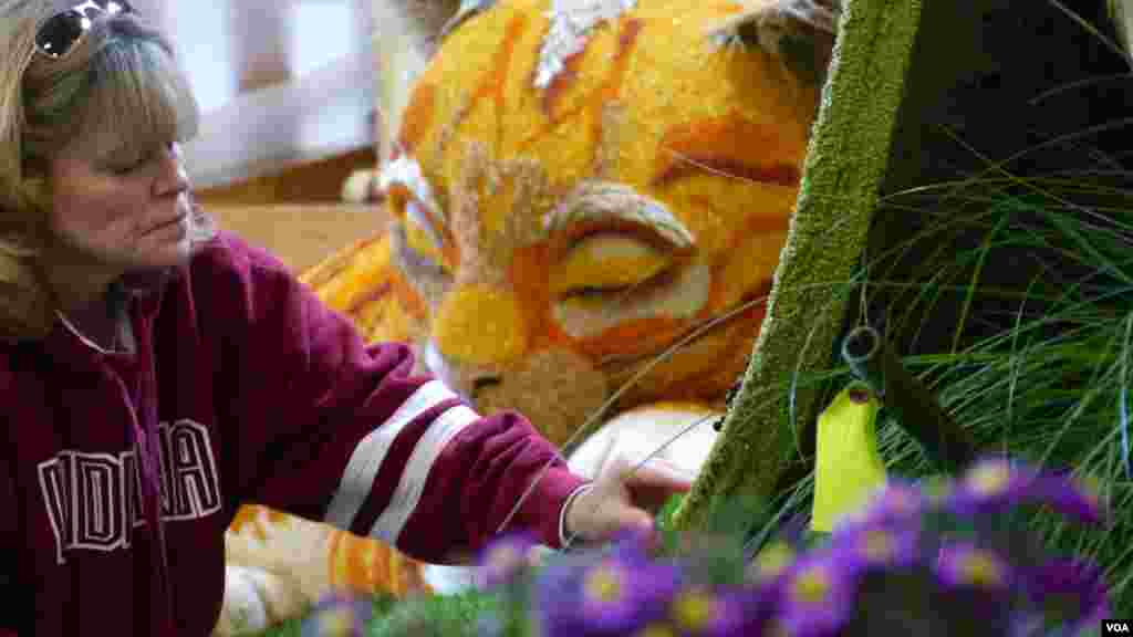 大猫打瞌睡，义工忙插花