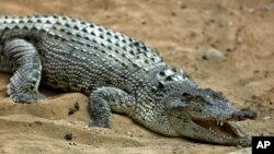 Mardi , le 22 avril, 2014 photo, un crocodile ouvre sa bouche dans une ferme d'élevage sur l'île méridionale du golfe Persique , Qeshm en Iran . Élevage de crocodiles est pas occasion d'affaires la plus évidente en Iran . Les reptiles large mâchoires ne sont pas originaires du pays , leur viande ne peuvent pas légalement être servi à la maison. ( AP Photo / Ebrahim
