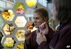 FILE - St. Thomas More Academy students sample honey sticks during a tour of the Bayer North American Bee Care Center in Research Triangle Park, N.C., Sept. 15, 2015.