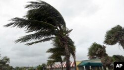 Palm trees sway in wind, October 6, 2016, in Vero Beach, Florida, ahead of the arrival of Hurricane Matthew.