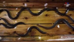 Օձաձկները Ճապոնիայում շատ սիրված դելիկատես են հազարավոր տարիներ: