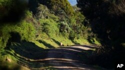 FILE - A Cape bushbuck walks through the Aberdare National Park in Nyeri, Kenya, Jan. 25, 2024. The government wants to build a tarmac road through the Aberdare Range and scientists and conservationists say the project would have an irreversible impact on the ecosystem.