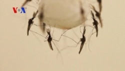 New Malaria Research Sheds Light on Disease Process