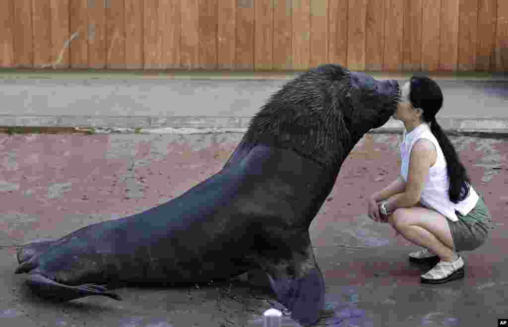 A walrus kisses a visitor during a sea animal show at the Hakkeijima Sea Paradise aquarium-amusement park complex in Yokohama, southwest of Tokyo, Japan, Sept. 11, 2017.