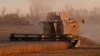 FILE - Combines harvest wheat in a field of a local agricultural enterprise in the Cherlaksky district of the Omsk region, Russia, October 4, 2024. 