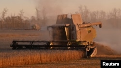 FILE - Combines harvest wheat in a field of a local agricultural enterprise in the Cherlaksky district of the Omsk region, Russia, October 4, 2024. 