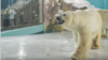 Polar Bear Hotel Opens in China